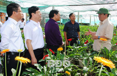 Phát triển làng hoa Bình Lâm gắn với phát triển du lịch