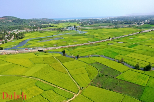 “Thung lũng đồng lúa’ đẹp nao lòng ở thị xã Hoài Nhơn